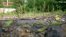 Big snake and tiny snail