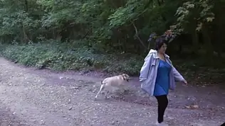A quick flash in the autumn woods