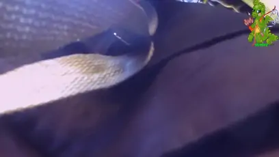 Skillful hunter is shooting best upskirt closeups for us b202